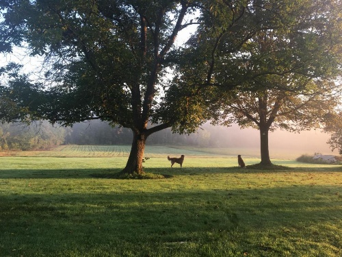 Enfield Manor Bed&Breakfast and Vacation Rental image 21